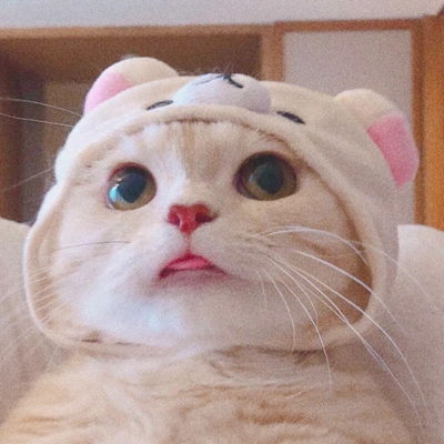 2023最新超萌可爱猫咪情侣头像