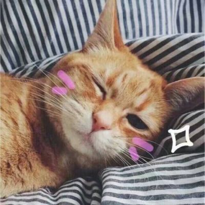 2018高清超萌超可爱的猫咪图片喵星人萌死人不偿命