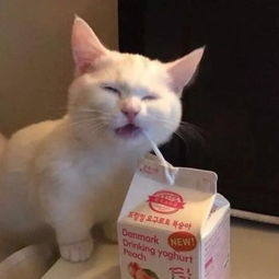 猫咪情侣头像一对搞怪霸气付出了很多还是一无所有