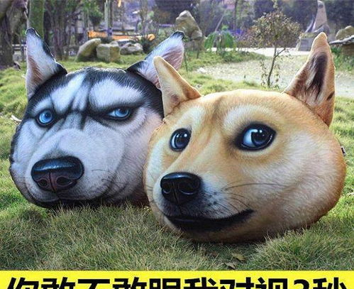 表情界中的洗脑之王,二哈还是柴犬,这是个问题