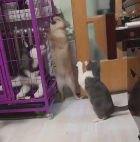 柴犬被猫咪欺负认怂,二哈在一旁表情亮了,二哈既生哈何生猫啊