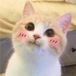 卡哇伊的可爱小猫卡通头像