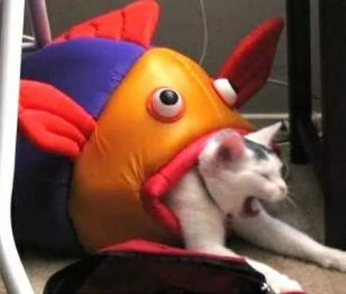 猫吃鱼的情侣头像