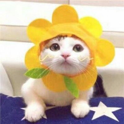 猫咪头像可爱图片萌宠猫咪图片大全可爱