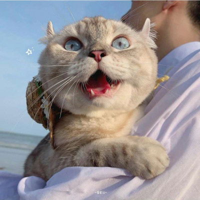 2020好看的狗狗微信头像萌猫可爱头像大全
